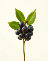 Aronia