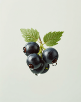 Blackcurrant