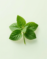 Organic stevia leaf