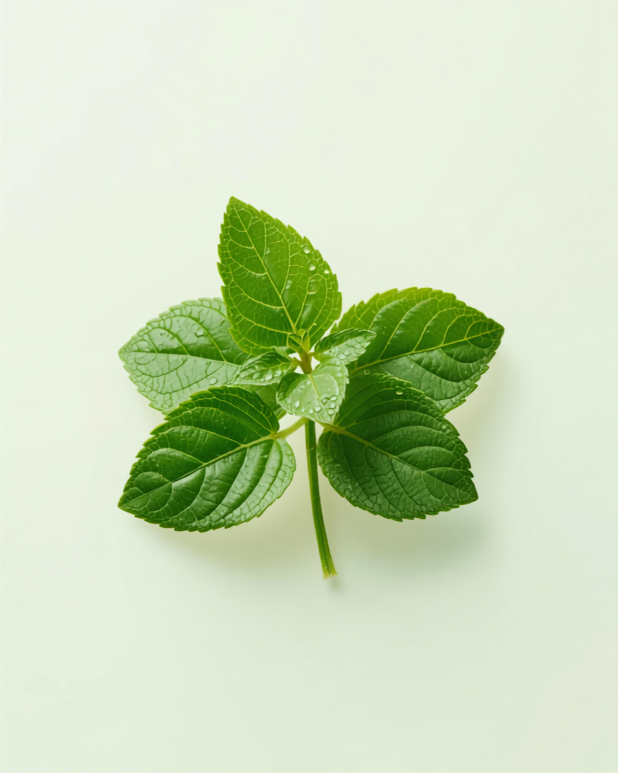 Organic stevia leaf