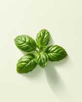 Basil
