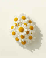 Camomile
