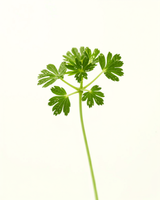 Chervil