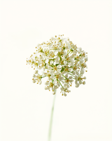 Elderflower