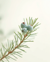 Juniper Berry