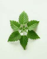 Nettle