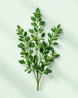 Oregano
