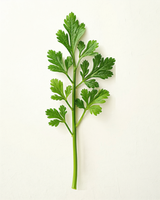 Parsley