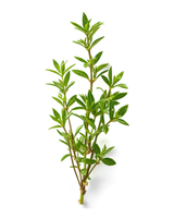 Thyme